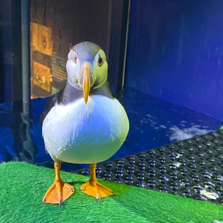 Adopt Óðin