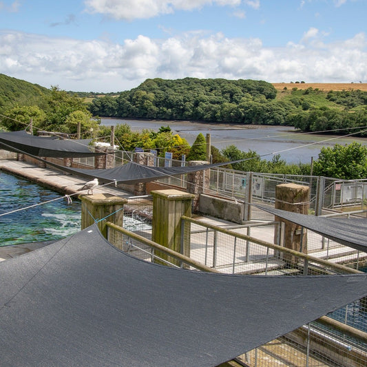 Cream Tea & Tour at the Cornish Seal Sanctuary