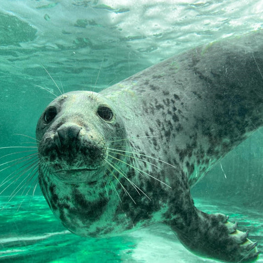 Breakfast with the Seals experience