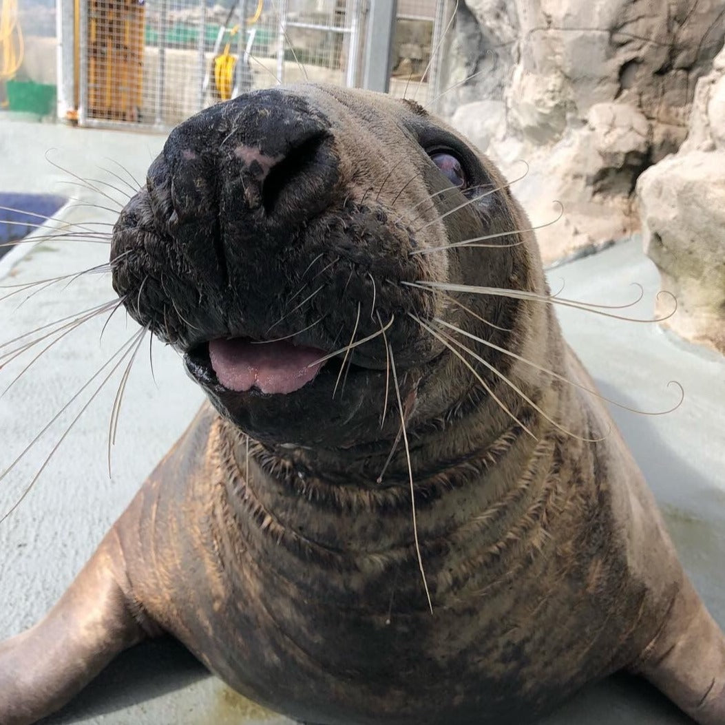 Adopt Marlin