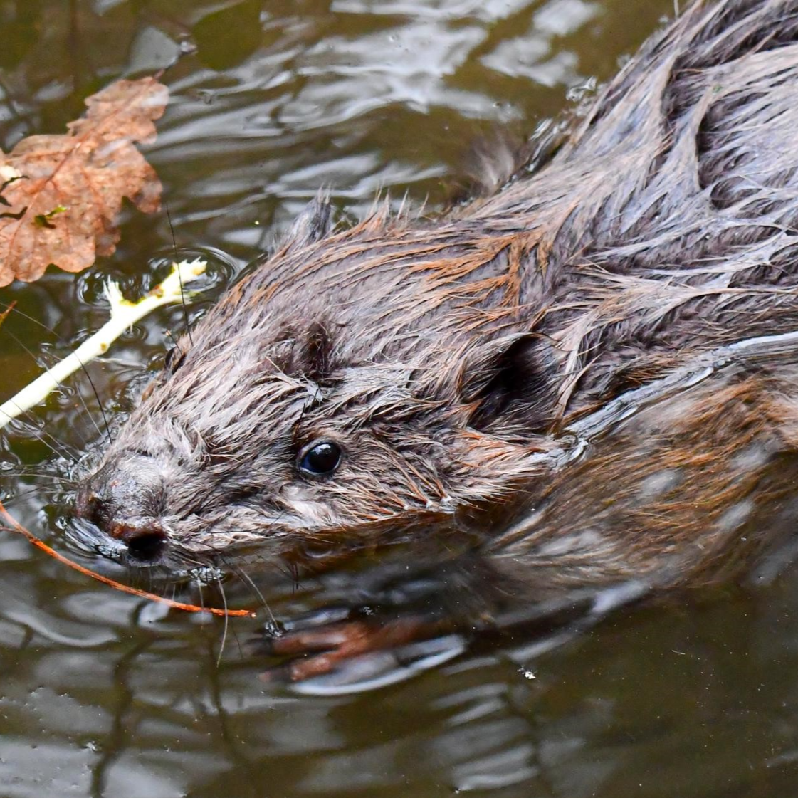 Adopt a Beaver Kit