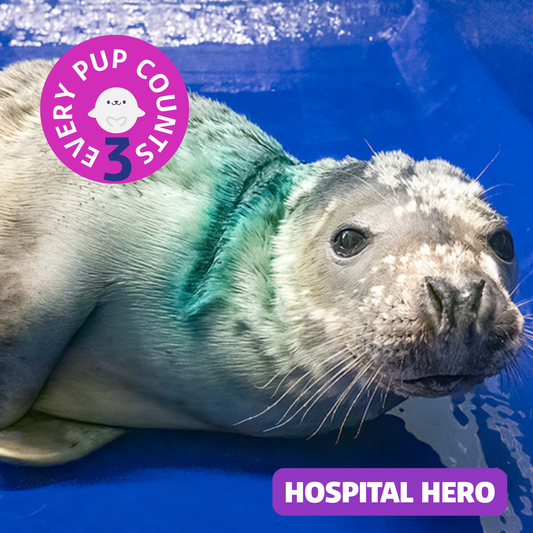 Hospital Hero