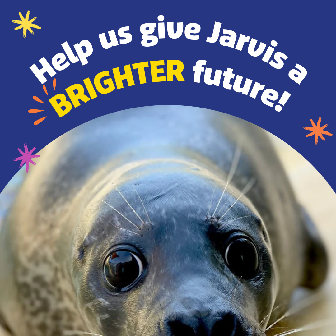 Help us give Jarvis a BRIGHTER future!