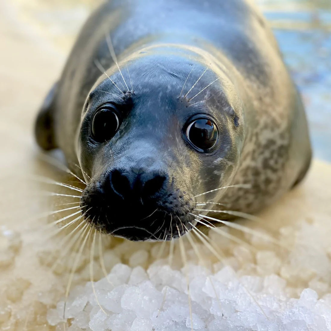 Help us give Jarvis a BRIGHTER future!