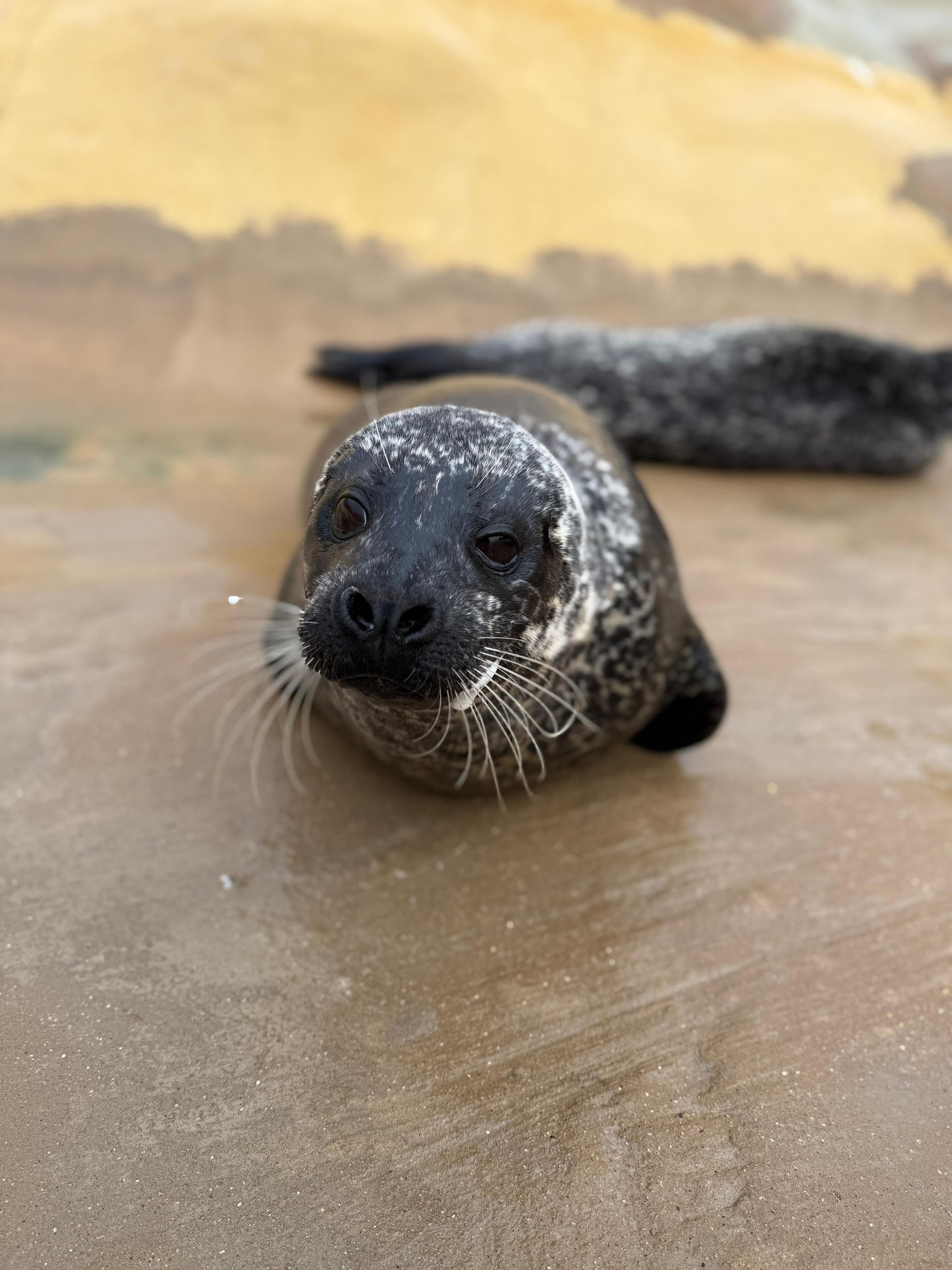 Help us give Jarvis a BRIGHTER future!