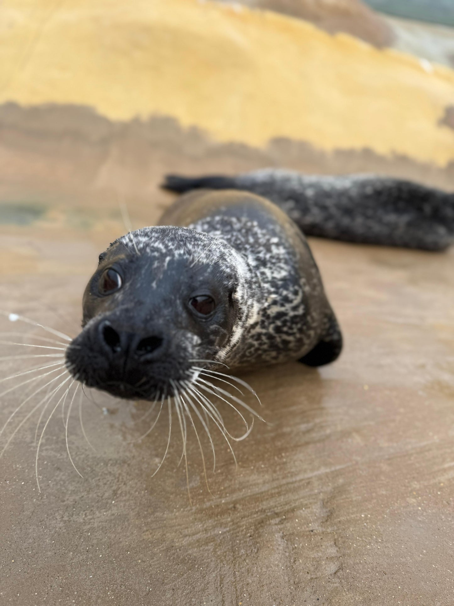 Help us give Jarvis a BRIGHTER future!