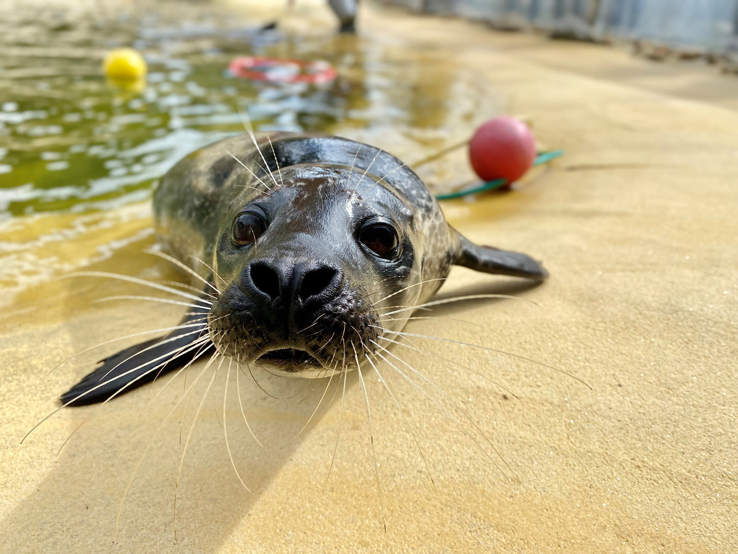Help us give Jarvis a BRIGHTER future!