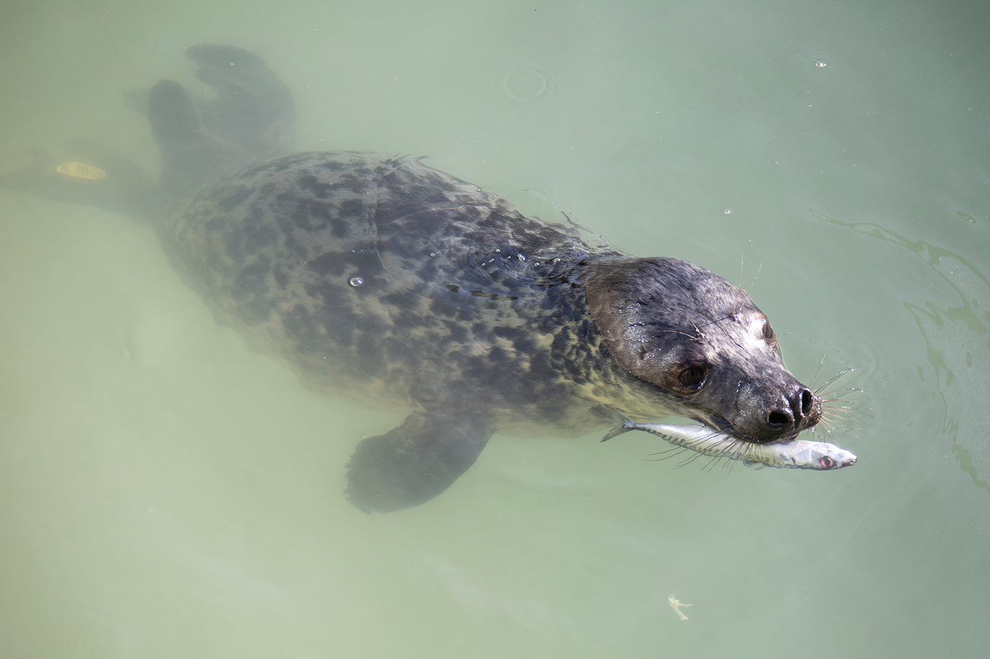 Treat our residents to 'Fishmas Dinner!'