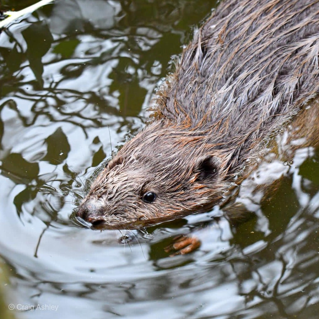 Beaver Tour at the Cornish Seal Sanctuary