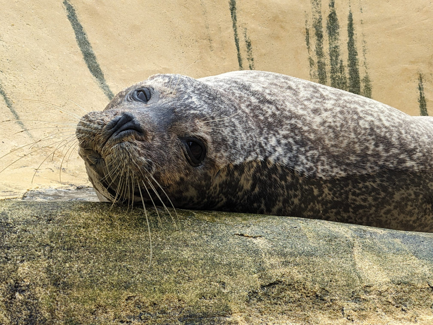 Help us give Jarvis a BRIGHTER future!