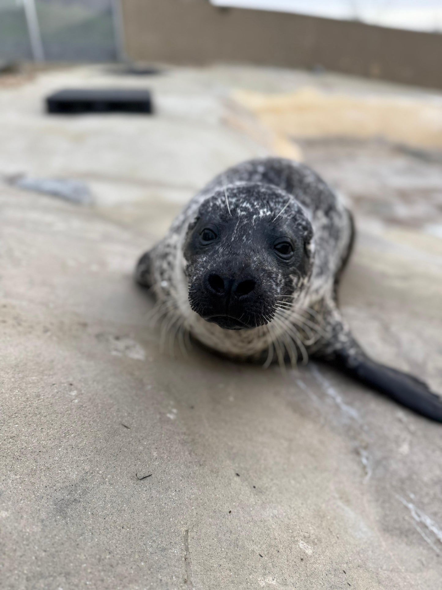 Help us give Jarvis a BRIGHTER future!