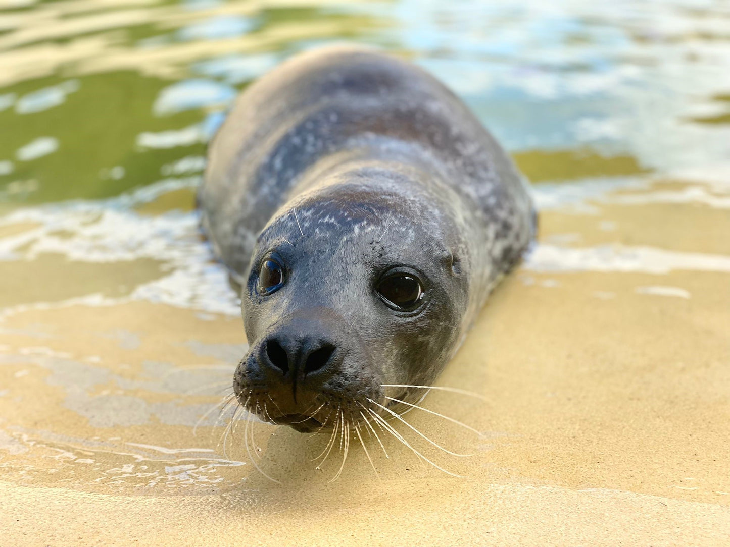 Help us give Jarvis a BRIGHTER future!