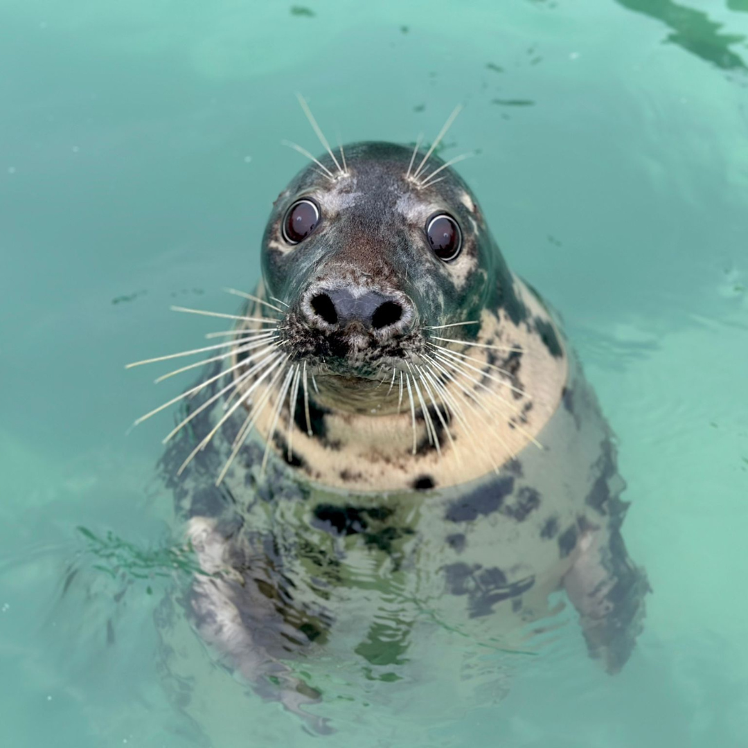 Treat our residents to 'Fishmas Dinner!'