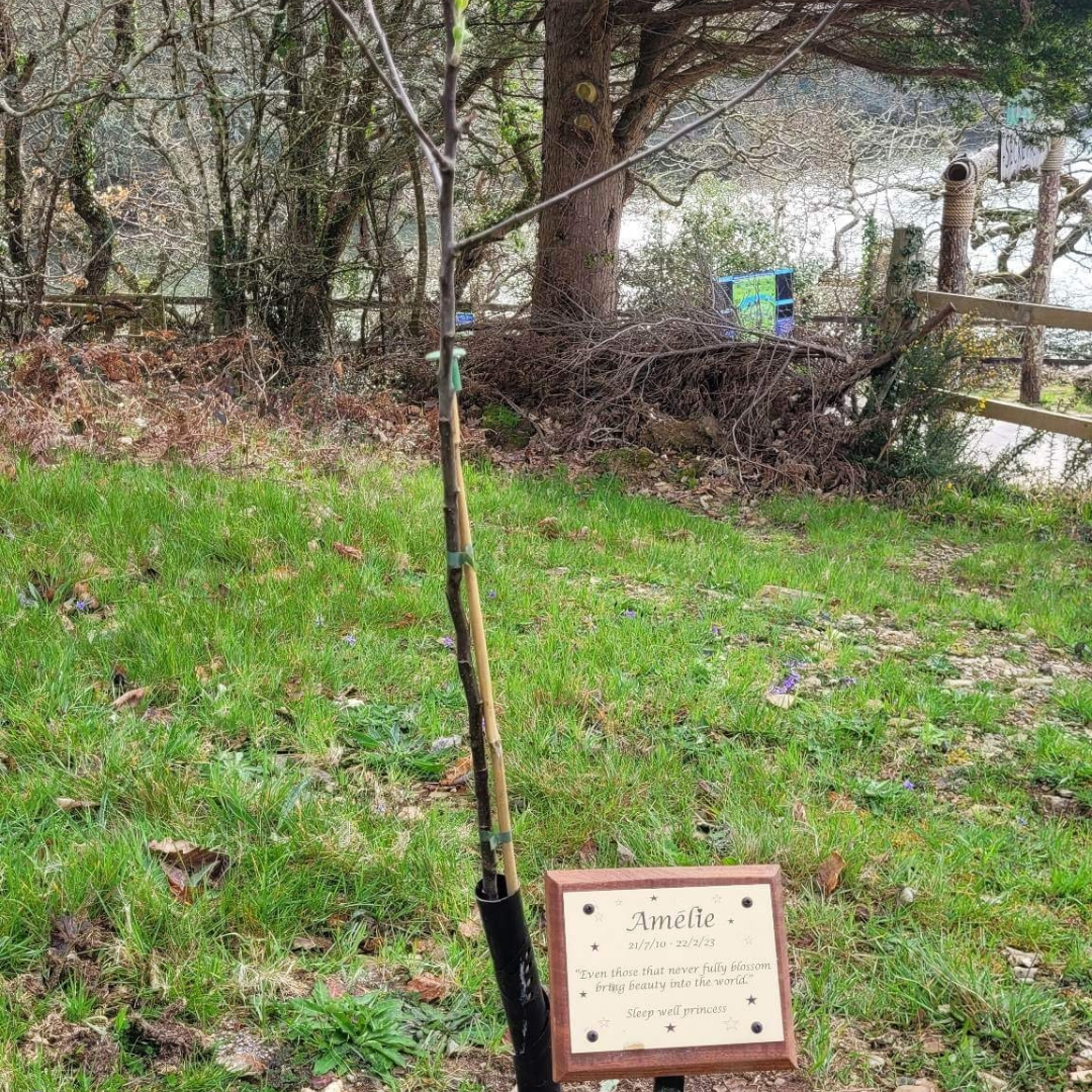 Commemorative tree and plaque